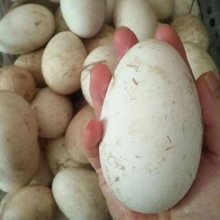 新鲜散养鹅蛋现捡现发鹅蛋土鹅蛋正宗特产农家健康喂养孕妇可食用