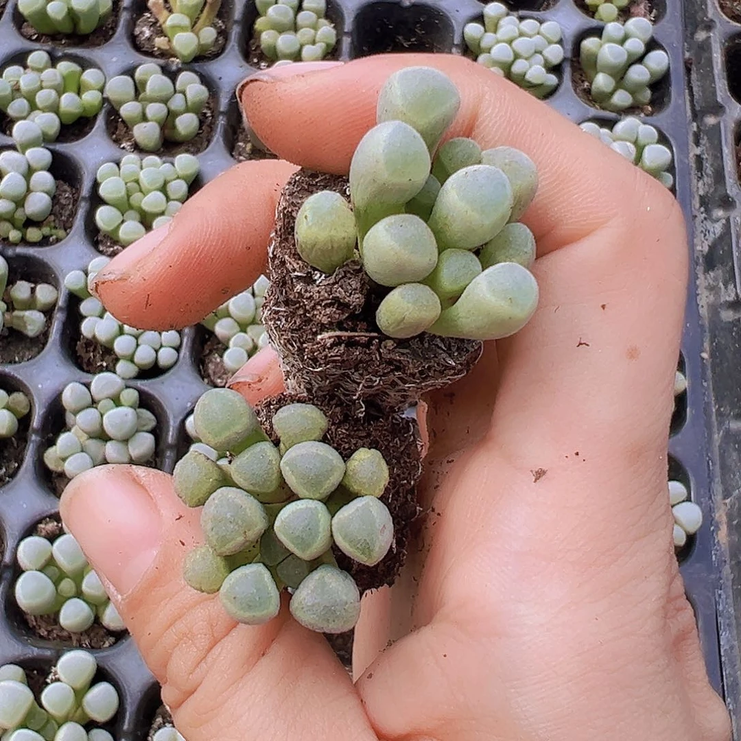 五十领域苗5颗多肉植物