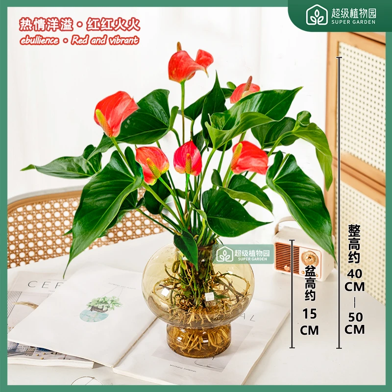 【带花发货】红掌水培绿植水培植物室室圆头办公室清新水培