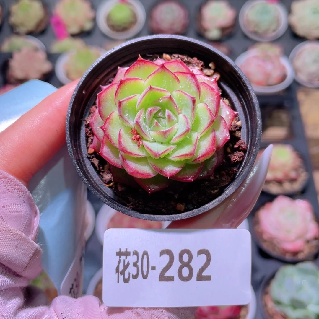 花利美30-282女王玫瑰