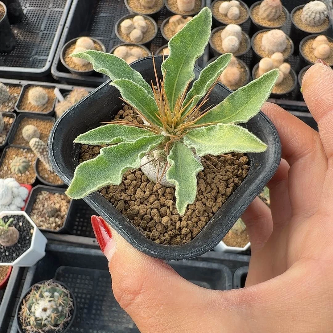 连***线实生光堂棒槌带盆发货