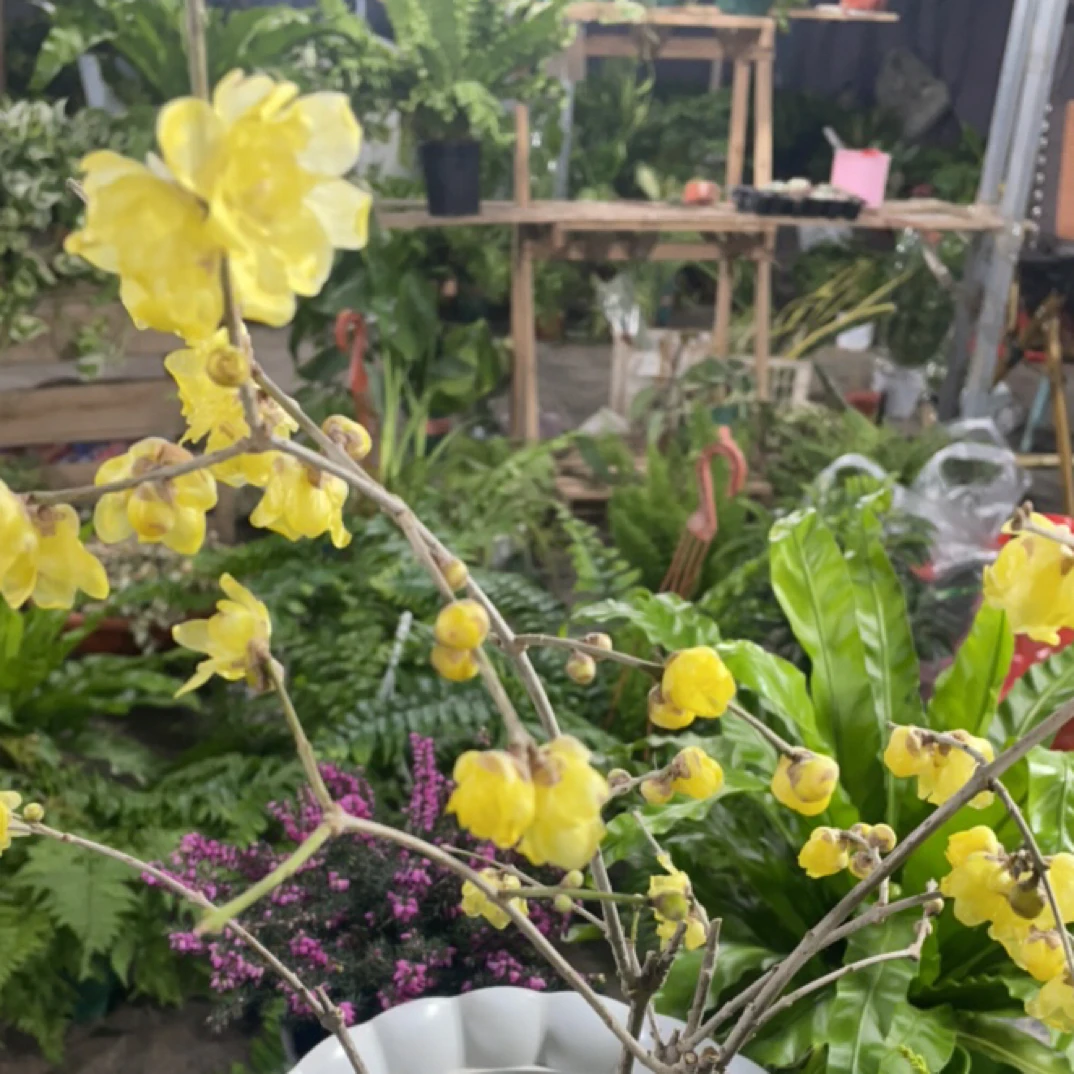 带花苞浓香型耐寒腊梅盆栽冬季开花适合阳台庭院