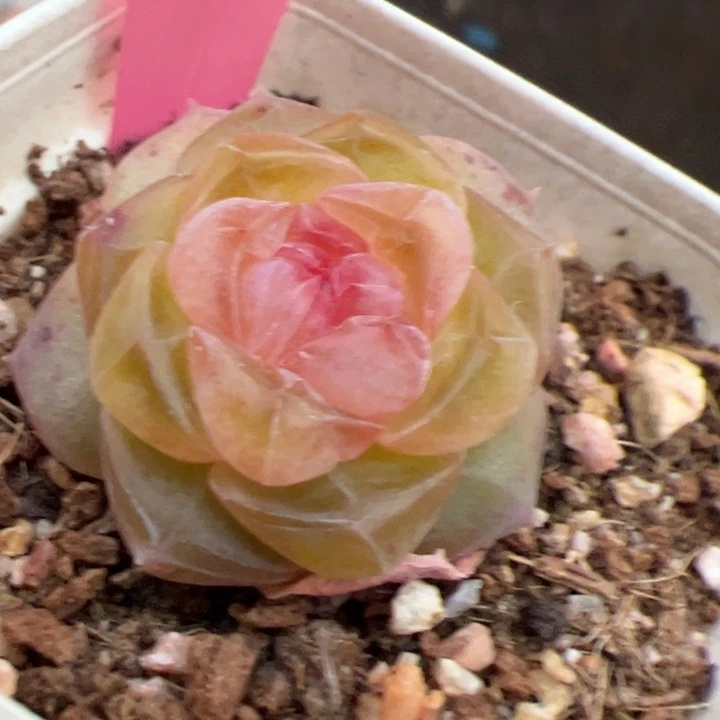 用***45814专拍链接啊啊啊啊