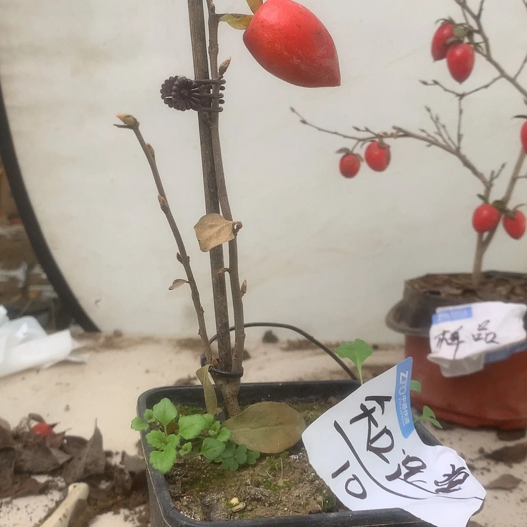 老鸦的故事真的非常有趣