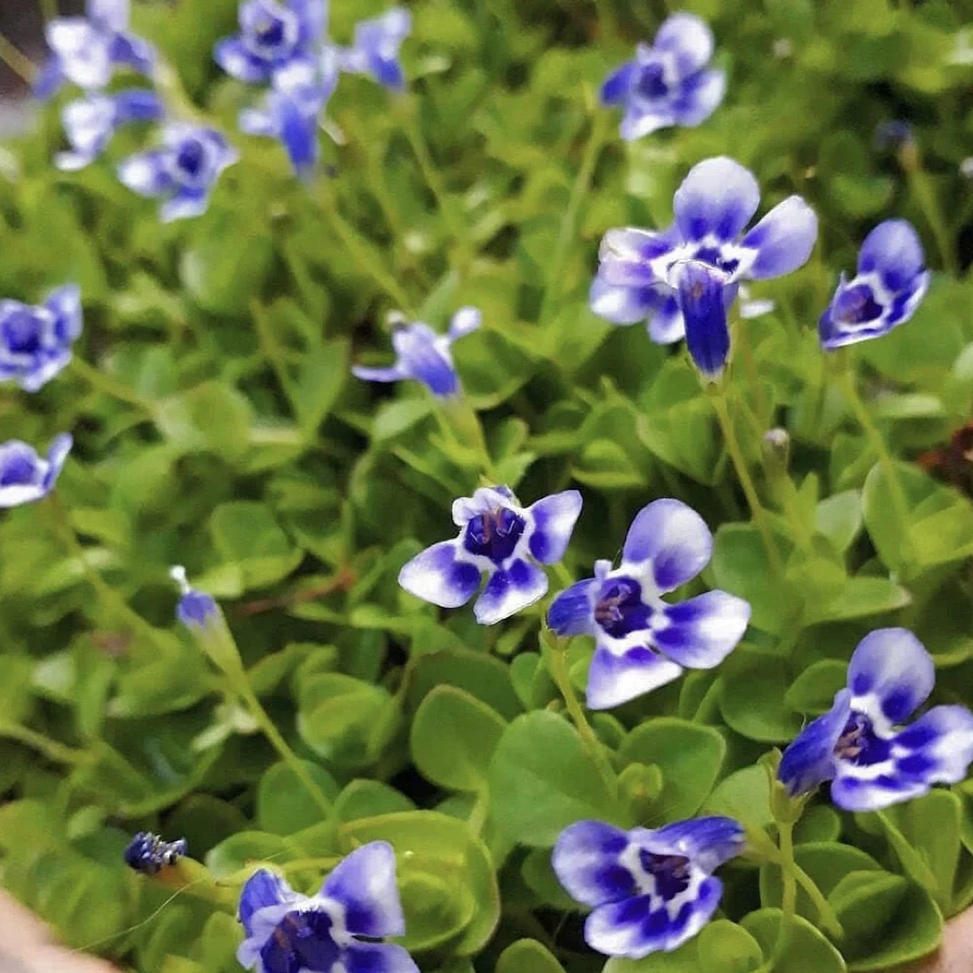瞳草天使之泪地被盆栽庭院绿化花园植物室外四季开花草坪耐热耐寒