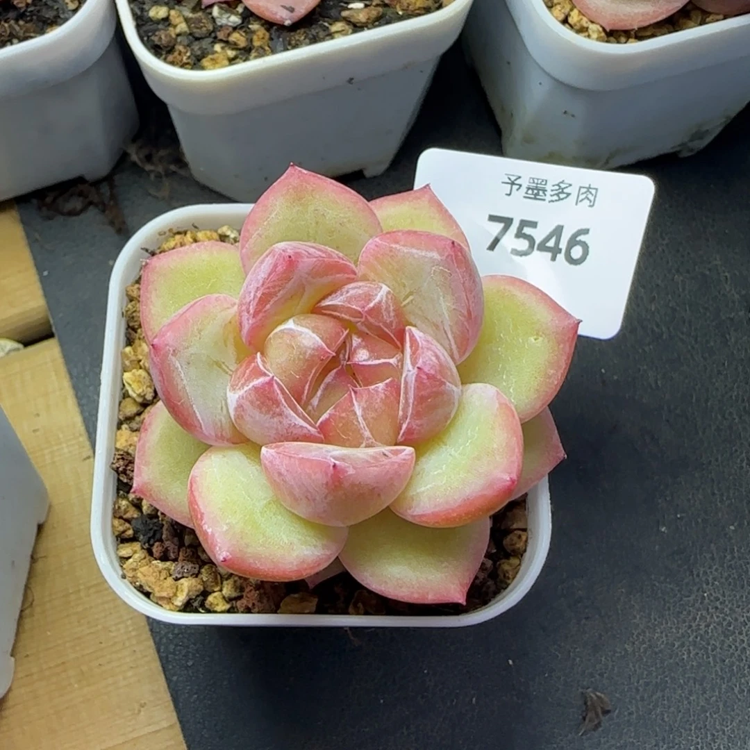 璇玑珍妮，7546多肉植物