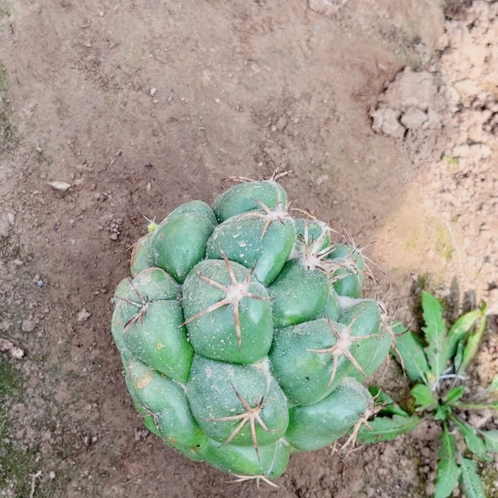 狂刺象牙丸三角嫁接落地无根