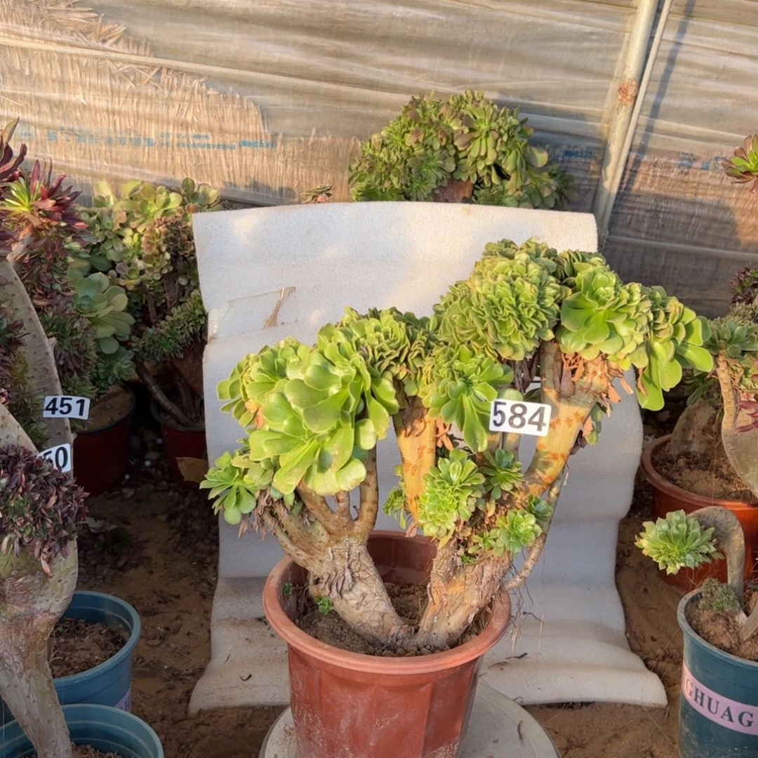 绿杨蓉微瑕疵584一颗