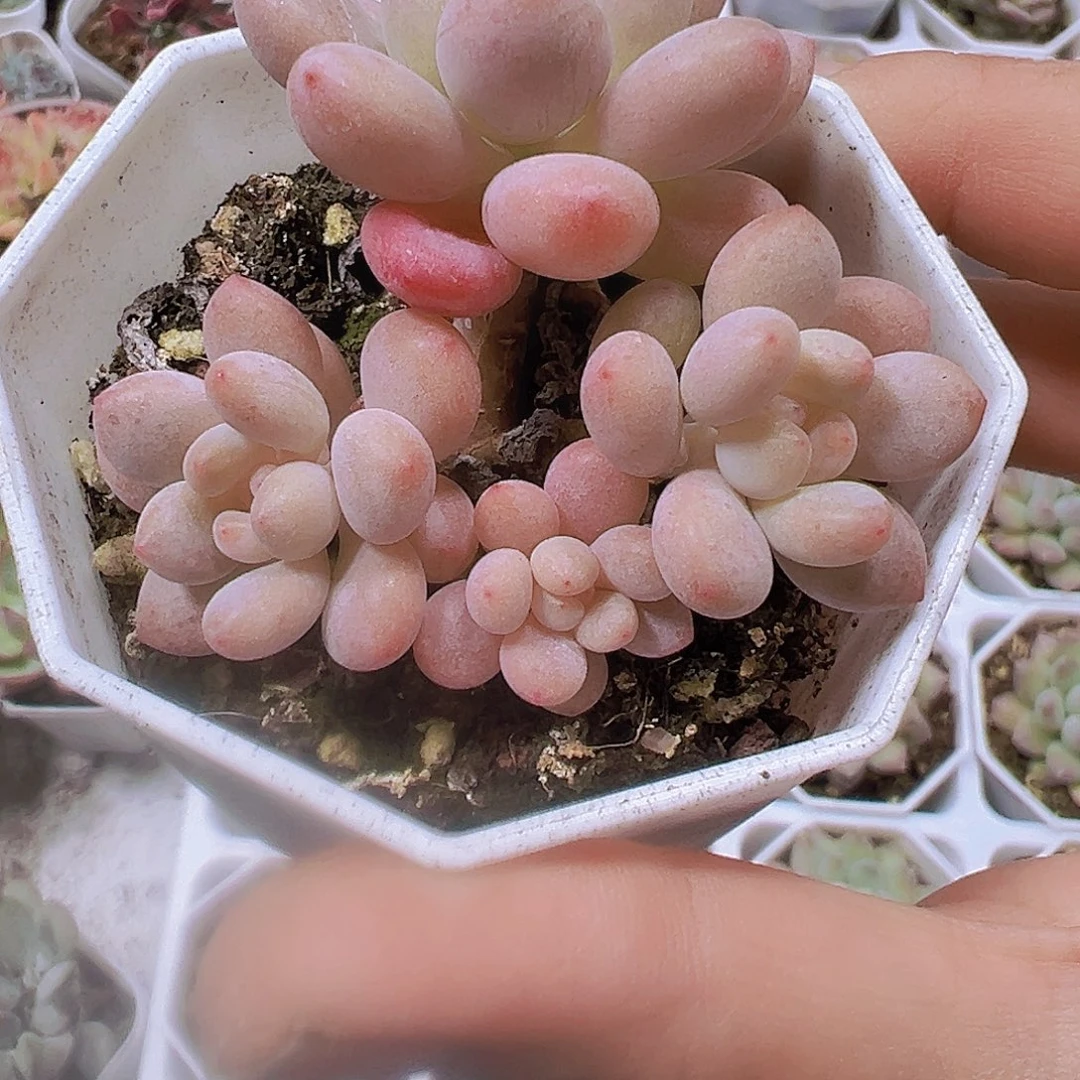 老桩鱼子酱19包邮多肉植物