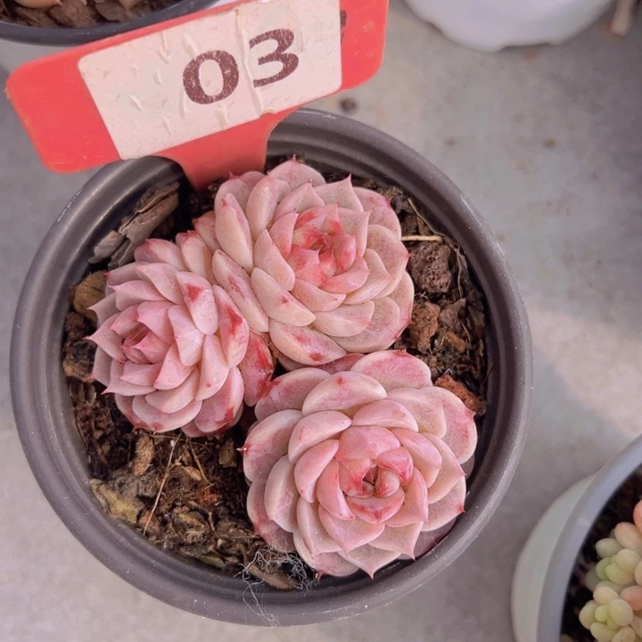 健健康康平平安安