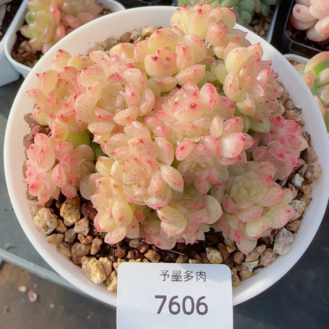 麦秆群，7606带盆发不包整，