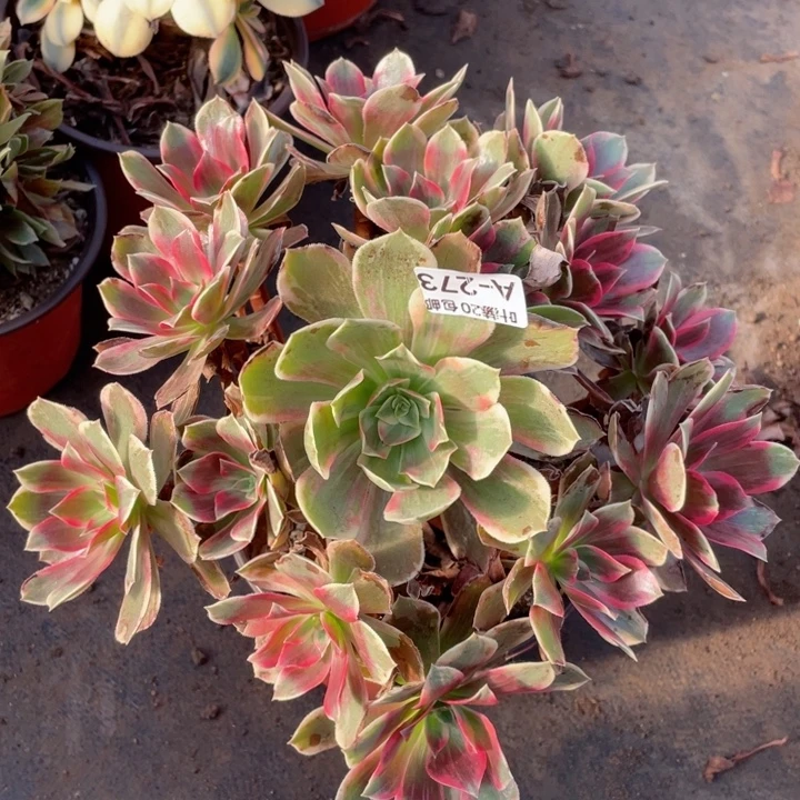 273浣纱多肉123456789