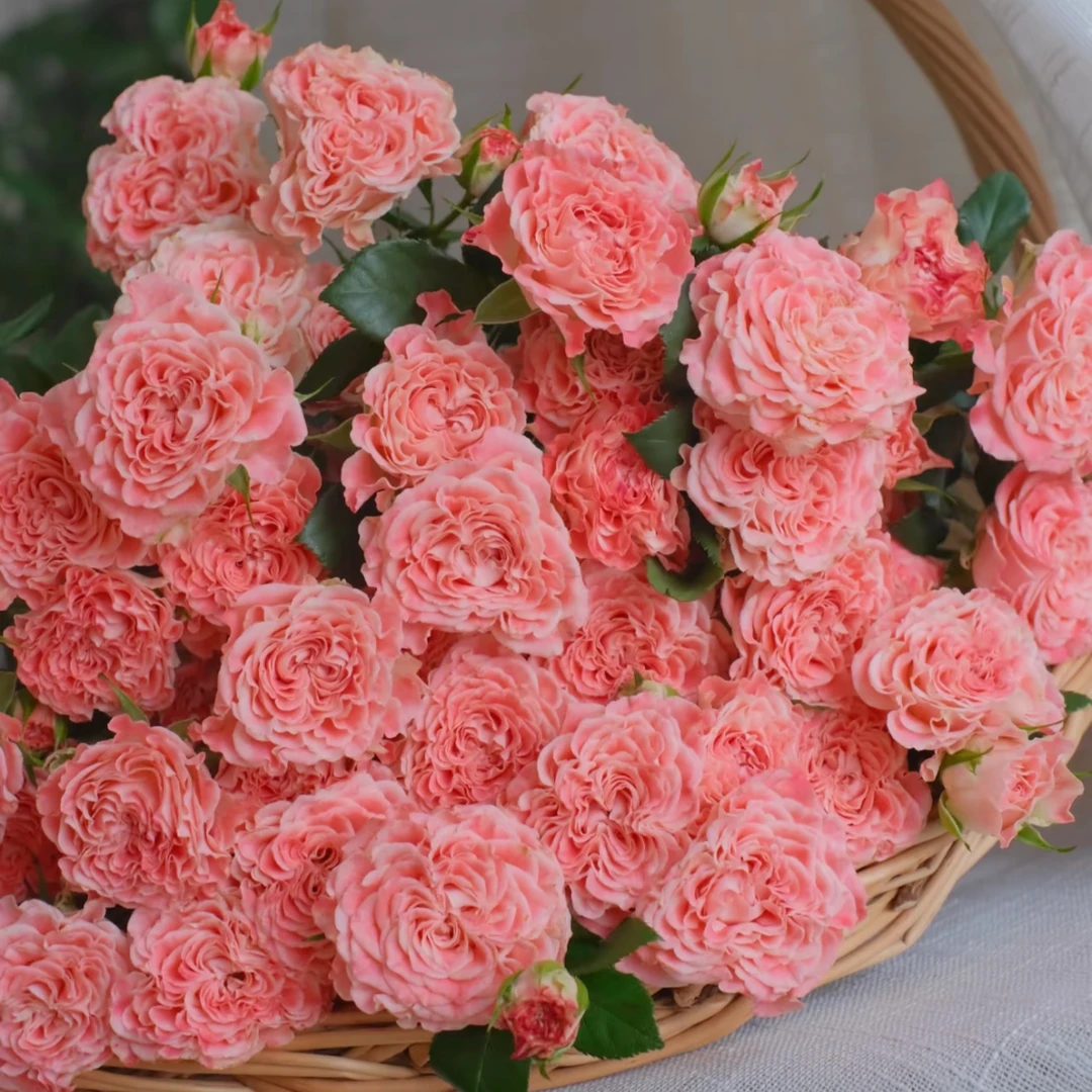 【A级小仙女】多头玫瑰粉色多头玫多头泡泡粉玫瑰顺丰2单包邮