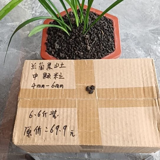 摇***树兰菌黑山土中颗粒6.6斤