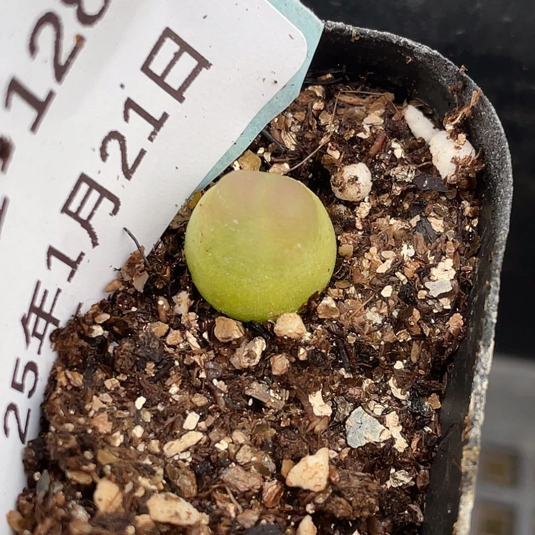 21-128拉登多肉植物