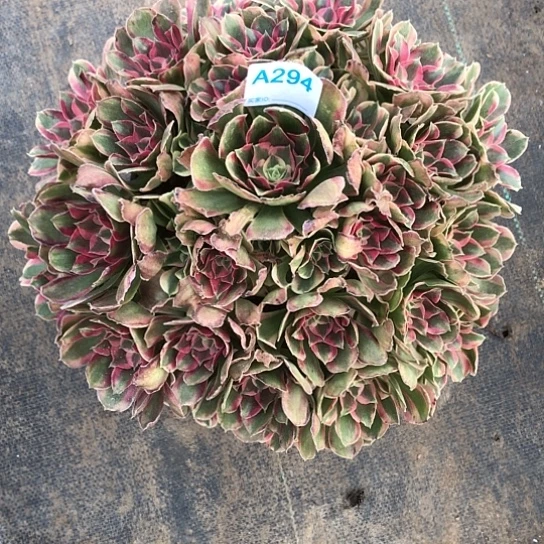 雨***^无花朵雨蝶法师多肉植物女郎295号