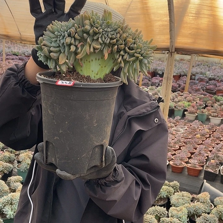 338 淡雪缀 一物一拍多肉