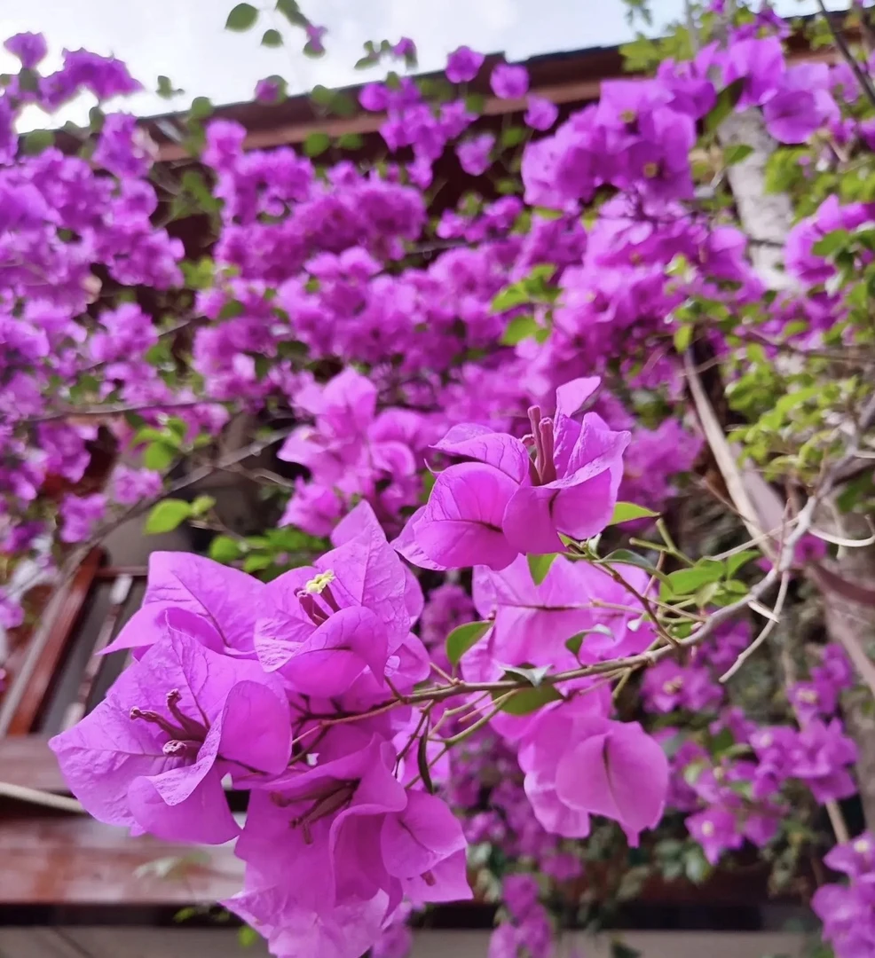 三角梅安格斯云南紫盆栽带花四季开花耐热好养庭院阳台绿植