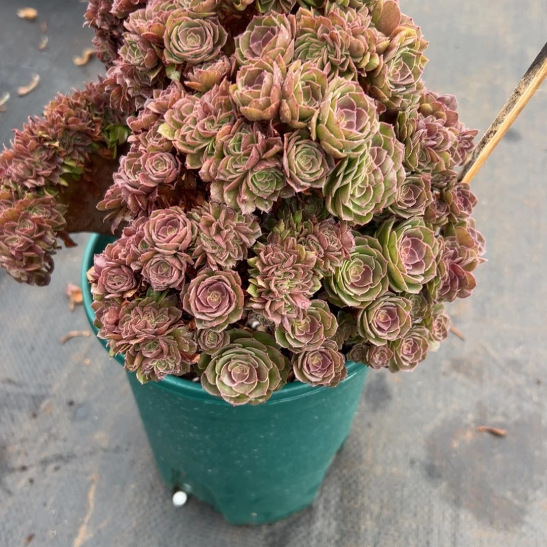 万圣节红心沙拉碗