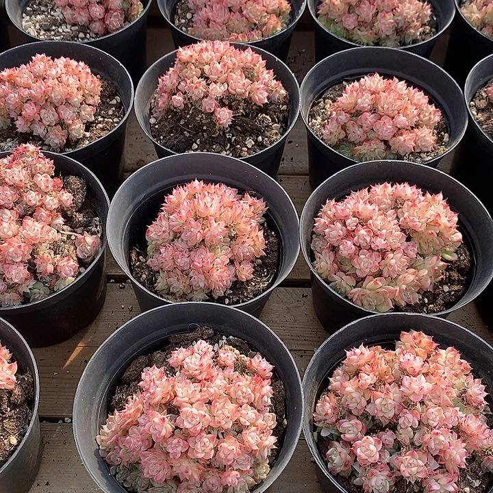 75绿油麦杆 不包整 福利多多