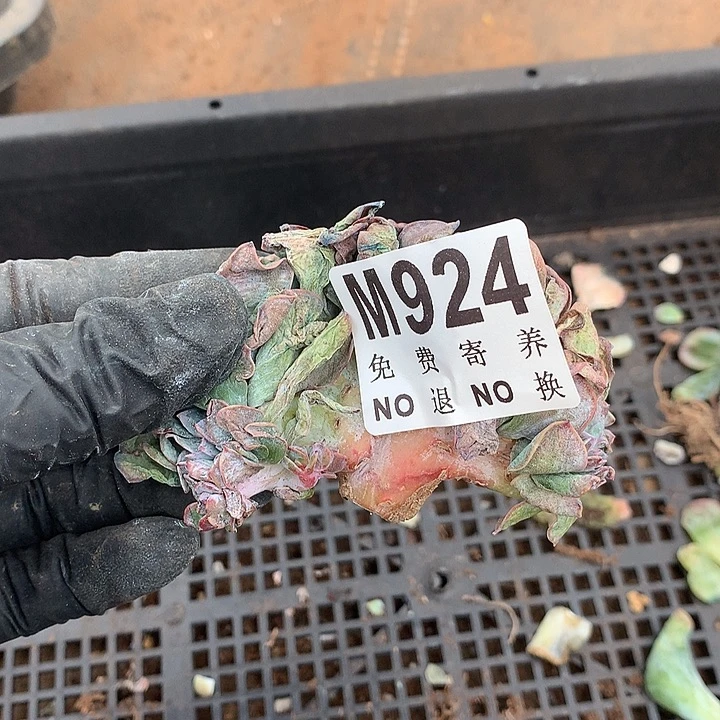 白凤缀化 多肉植物9.25号左右发