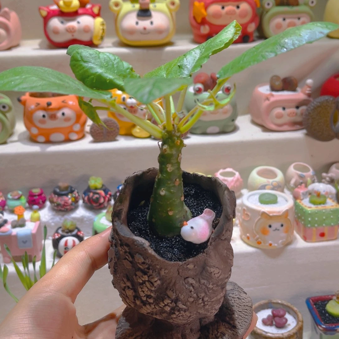 011椰子琉桑带盆带土手工盆ro mo