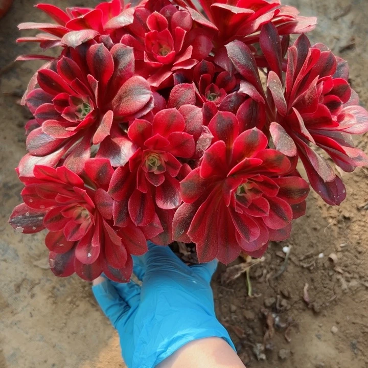 486美杜莎多肉植物