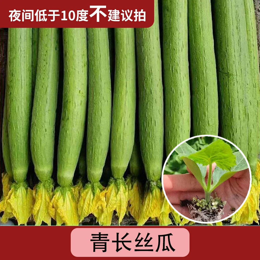 【绿长丝瓜】早熟中秧大肉八角棱丝瓜种子四季盆栽带士球（带土发货）
