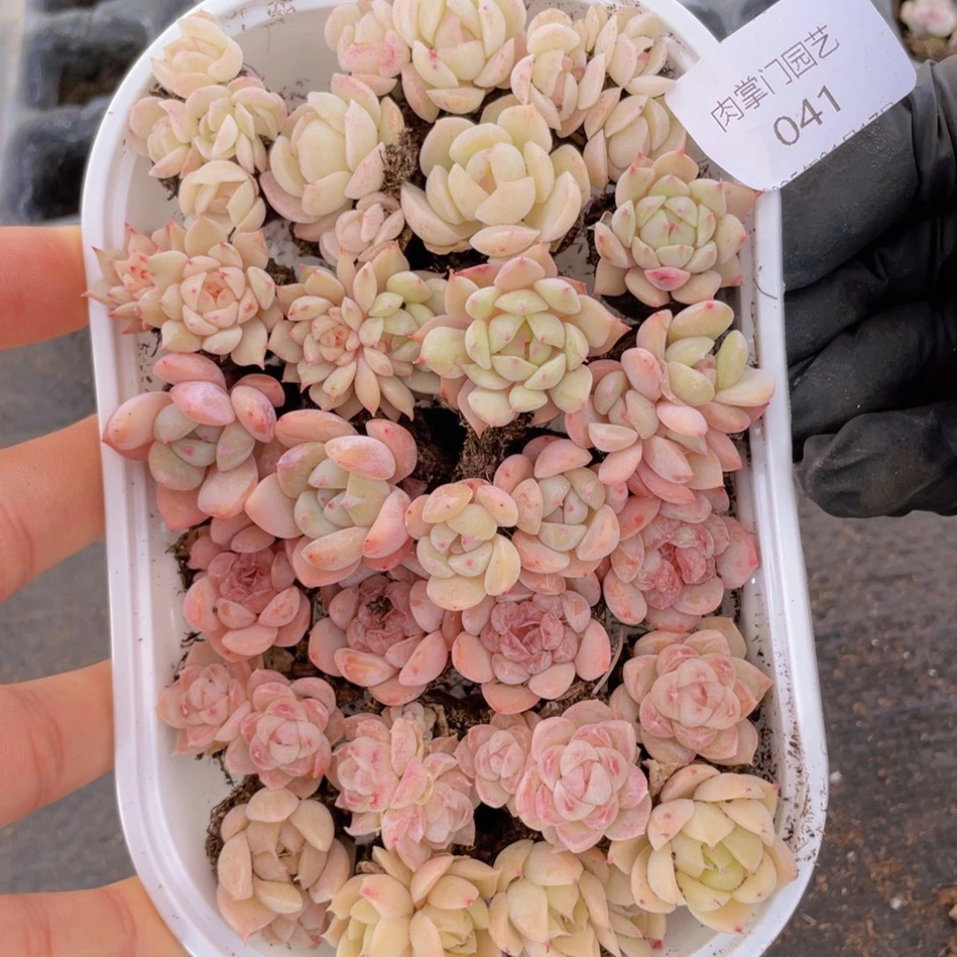 我们的生活方式是什么041