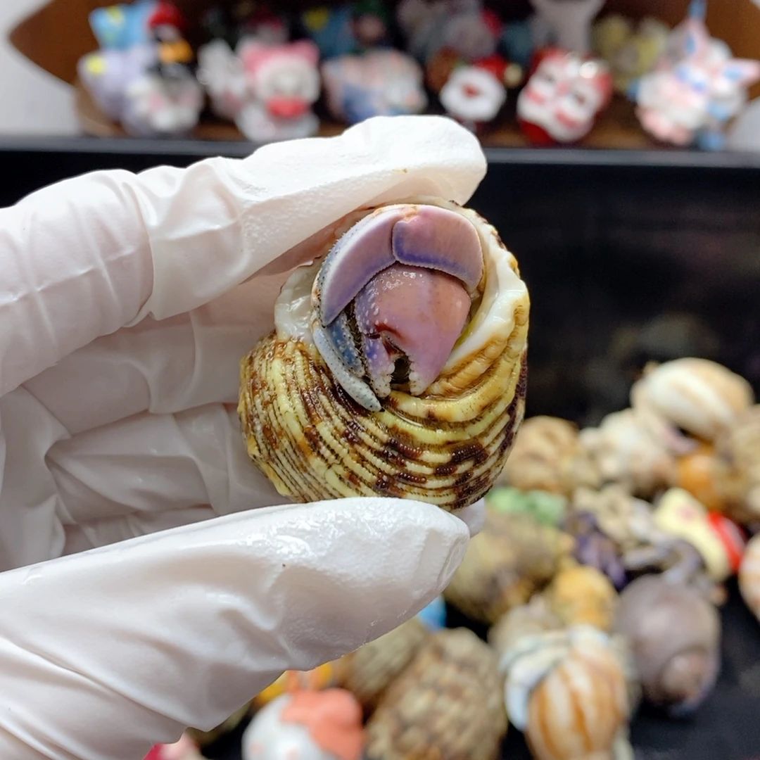 F1浅粉多彩紫陆2.1