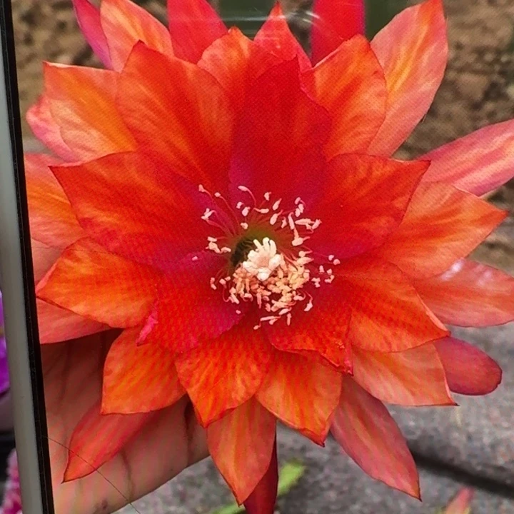 233令箭三橙色8公分左右无根侧牙，20包邮