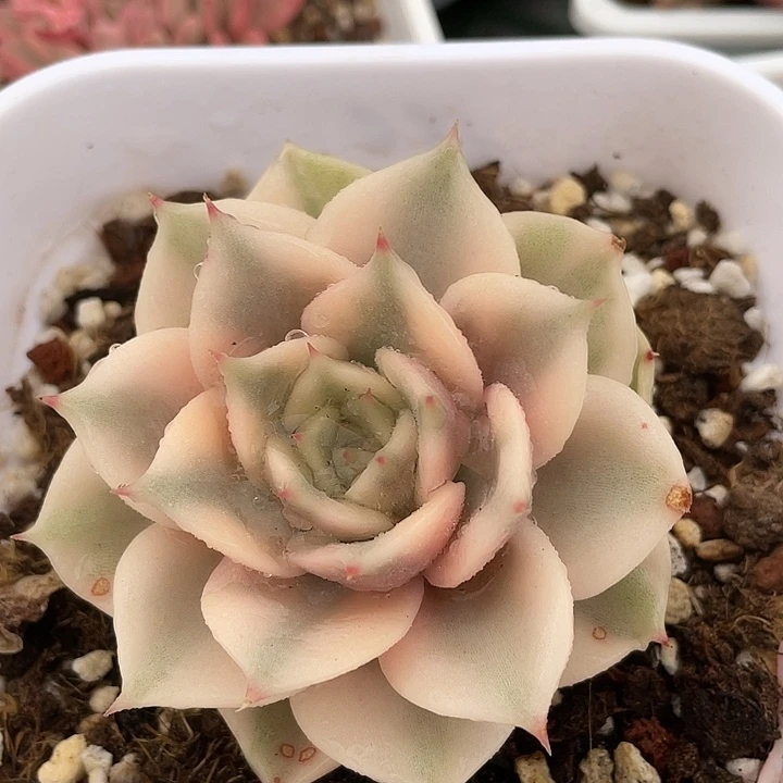 贝加尔湖锦。锦龙多肉园艺