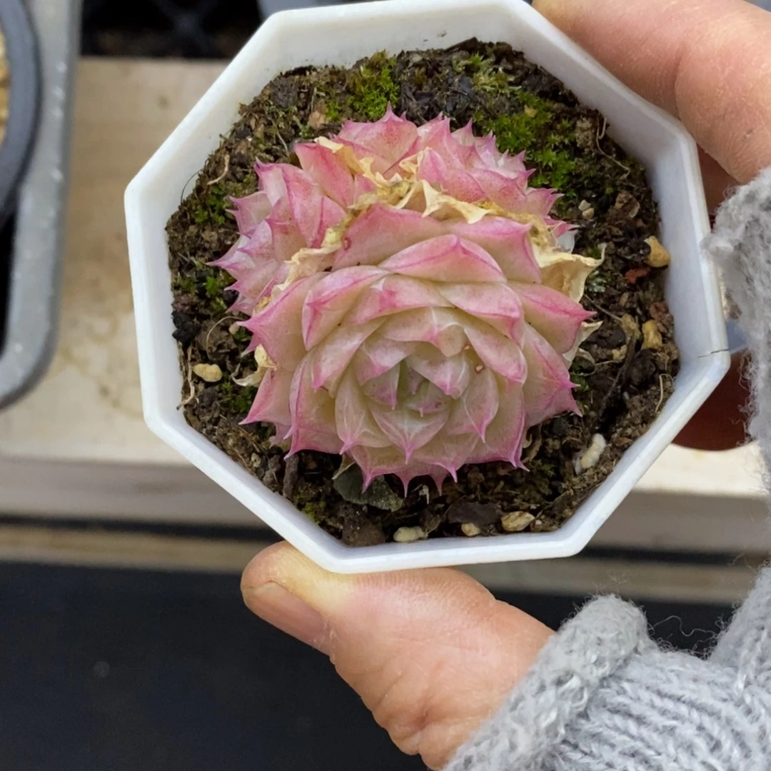 精品多肉一物一拍不包整7