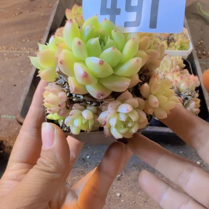 491.qqqqqqqqqqqqqqqq