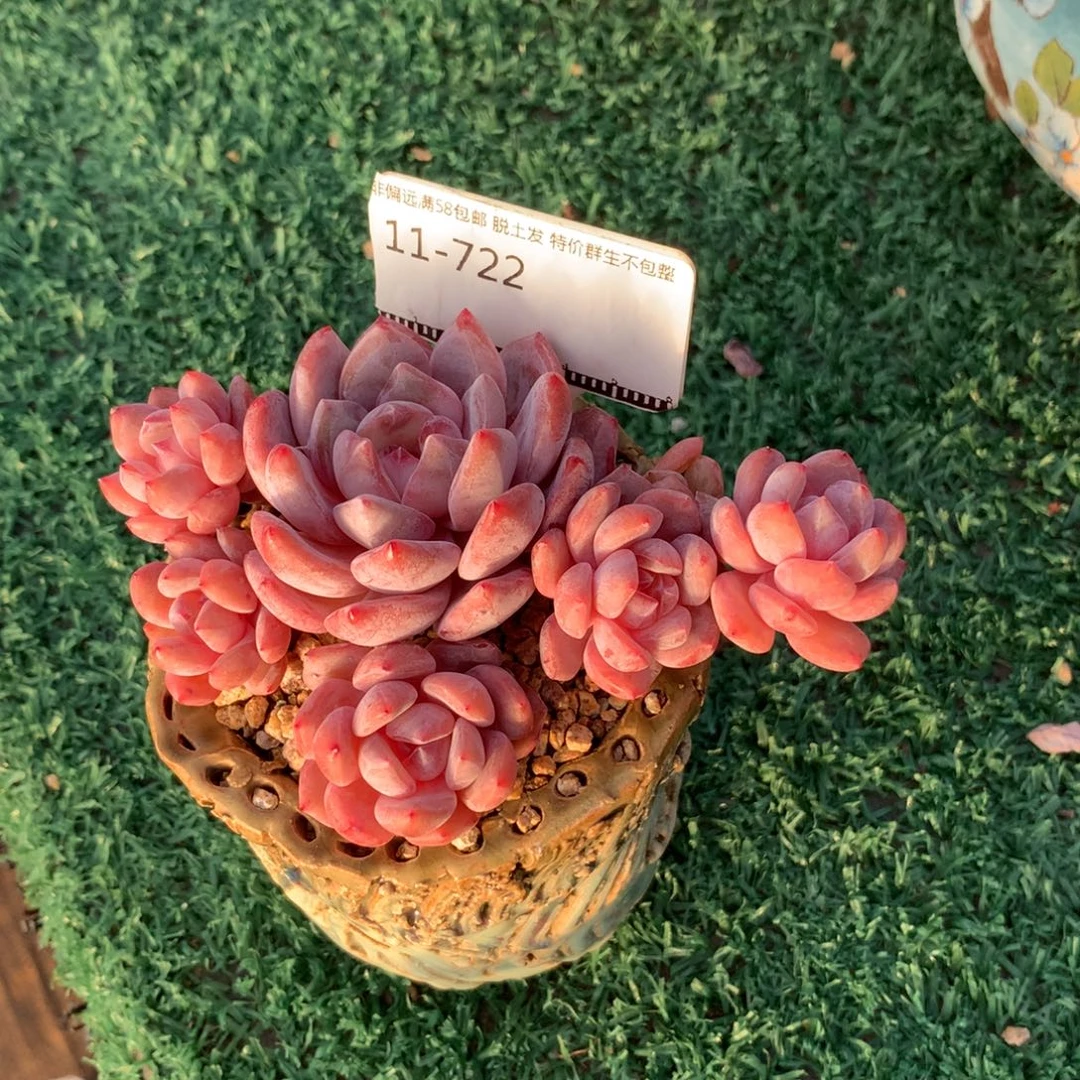 星影造型老桩自然群88包邮