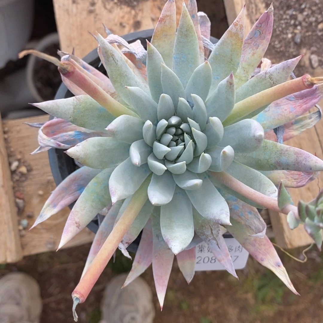 117号莫然伊小可爱