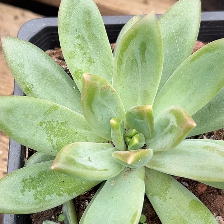 莱万特大单头美人