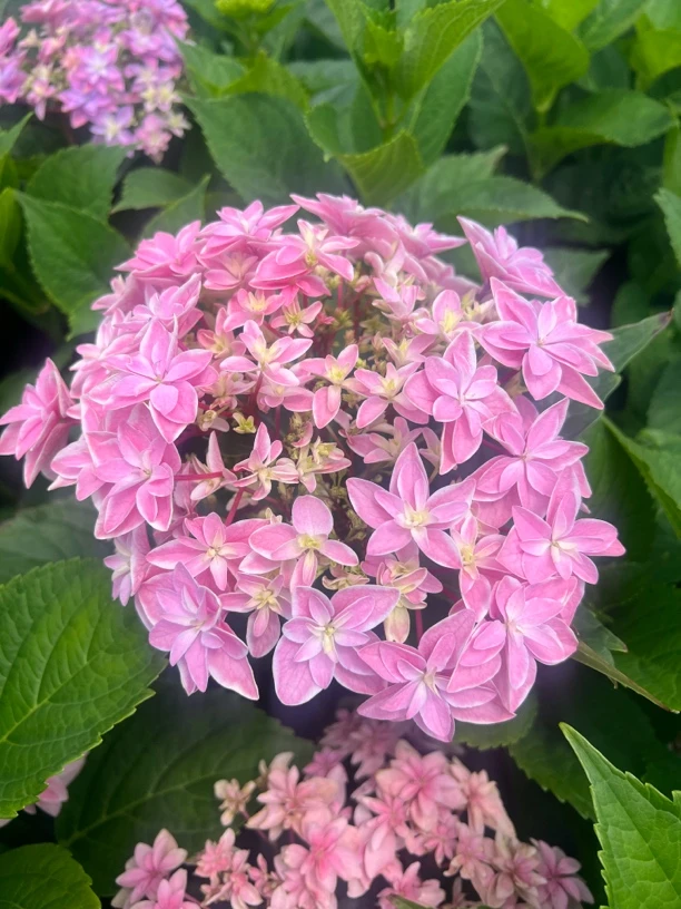 绣球花 【加仑】老桩绣球花 花球大 好看好养