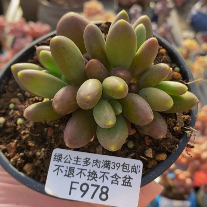芒果奶金蝉7cm978多肉植物