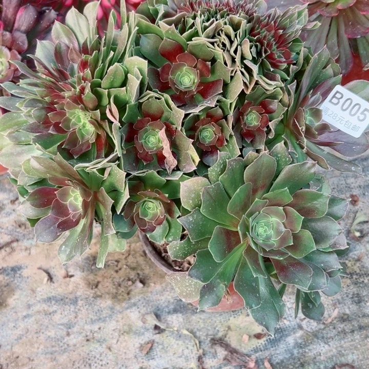 05玫瑰缀多肉植物