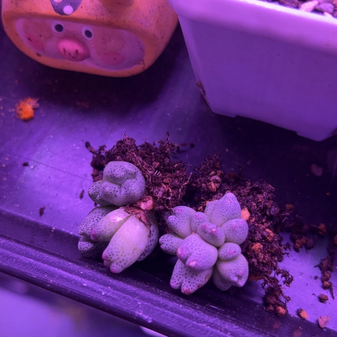 N***'8.24斑马多肉植物发货