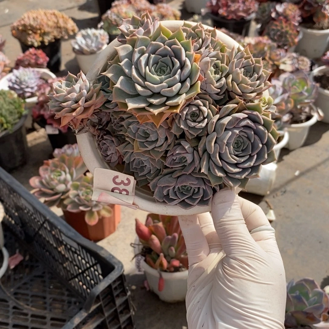 3866欧版海琳娜一物一拍