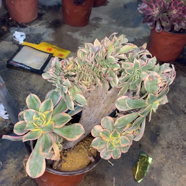 灿烂缀多肉植物65。