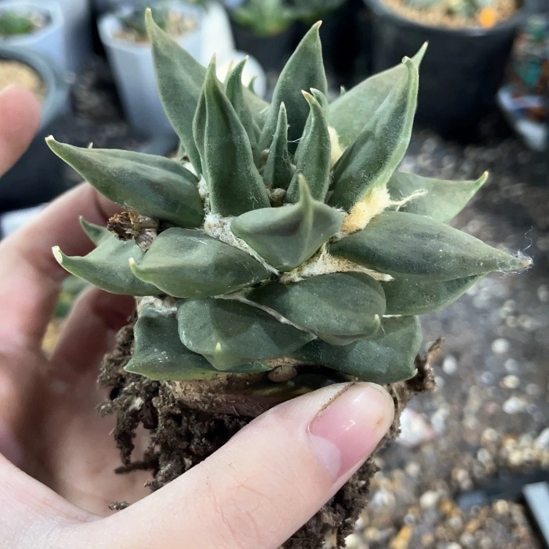 47号自根龙牙牡丹萝卜根