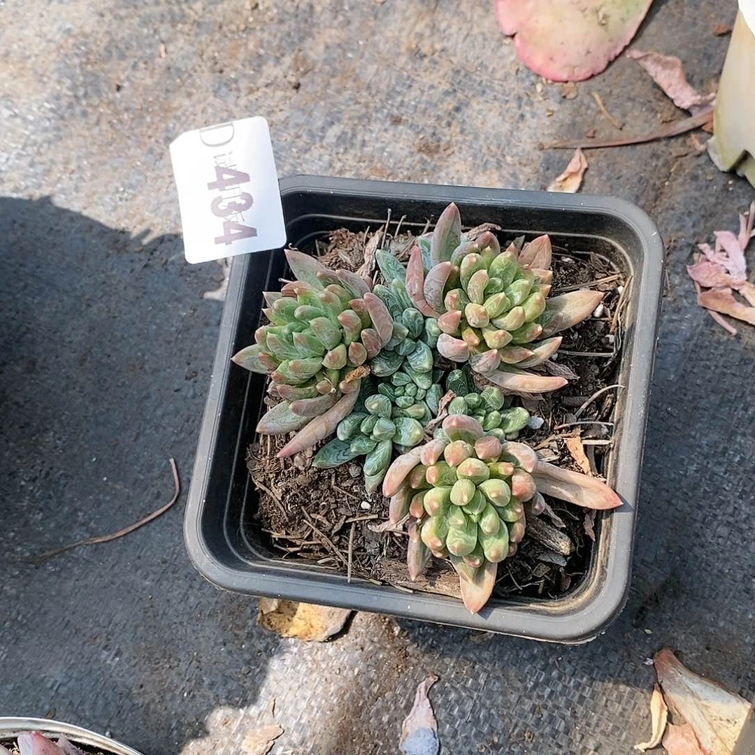 小*434炫彩星多肉