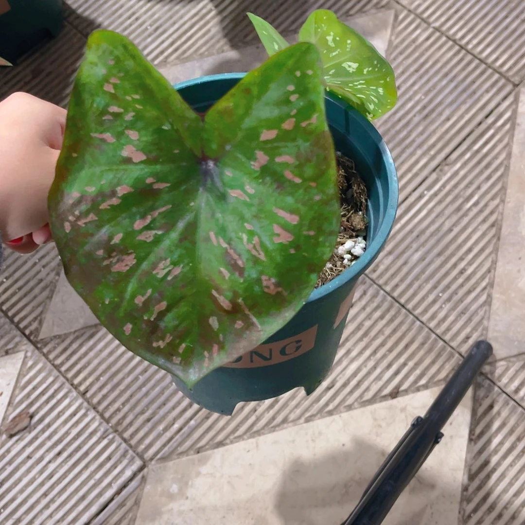 完全开放1091泰彩一物一拍