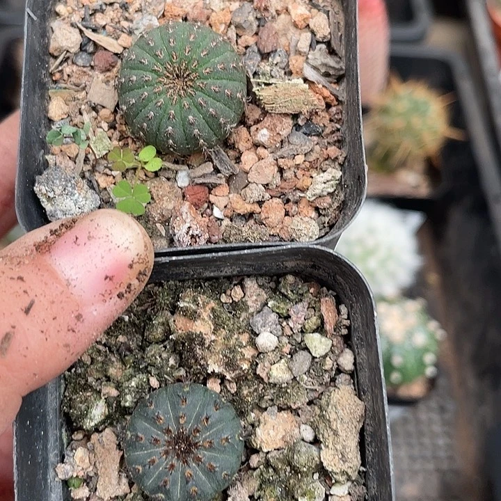 316侍童两颗仙人球植物