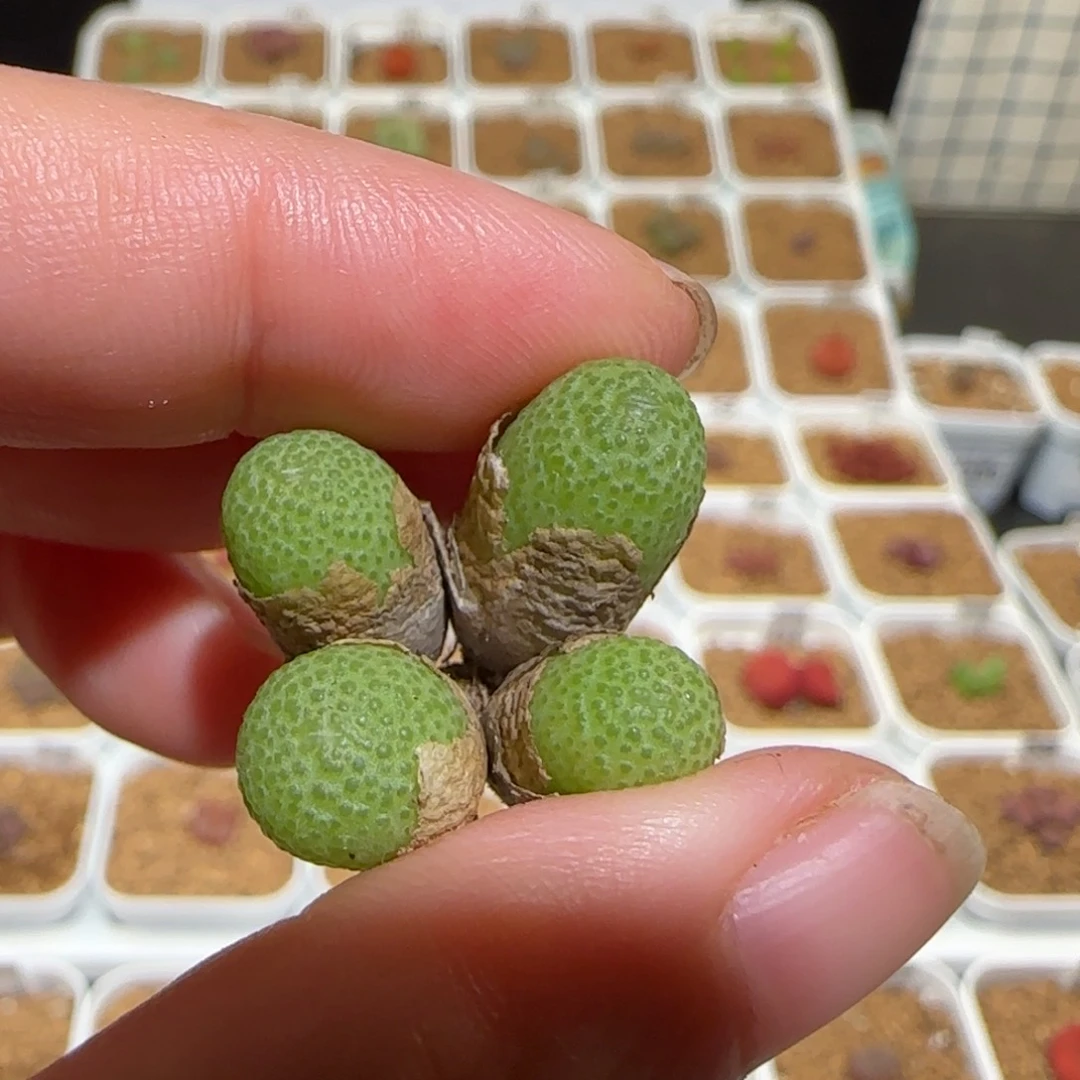 、***呦肉锥多肉植物好看-玉米1271（挖）