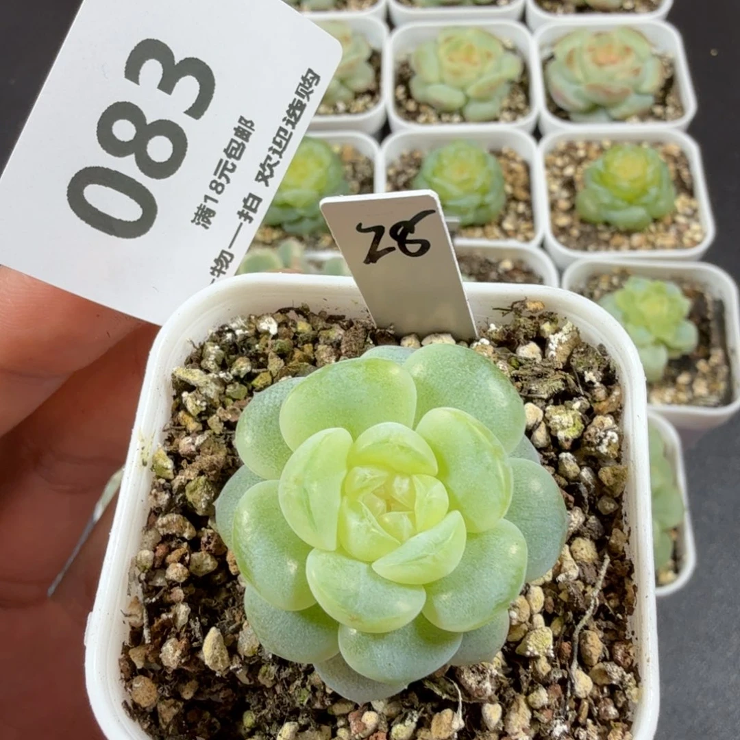 糖混编号m2一物一拍083