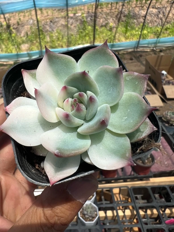 吉娃娃锦精品多肉